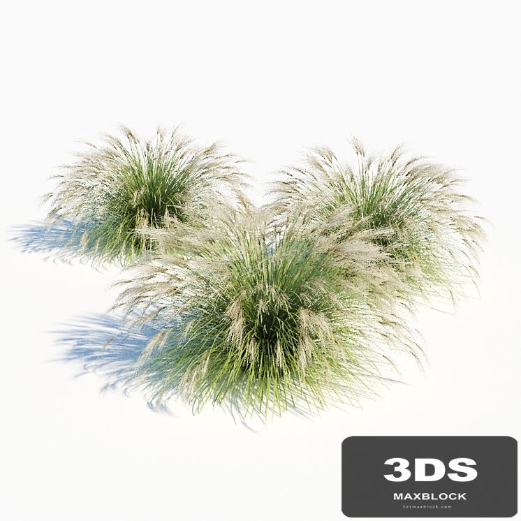 Miscanthus sinensis