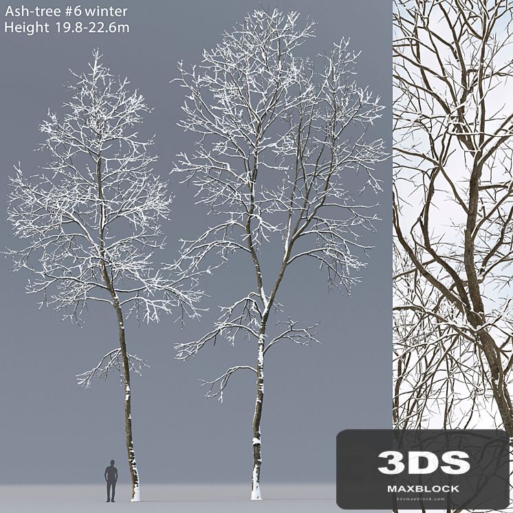 Winter Ash | Ash-tree winter # 6 (19.8-22.6)