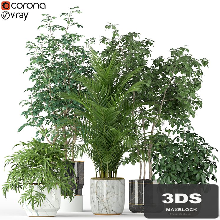 Plants collection 204
