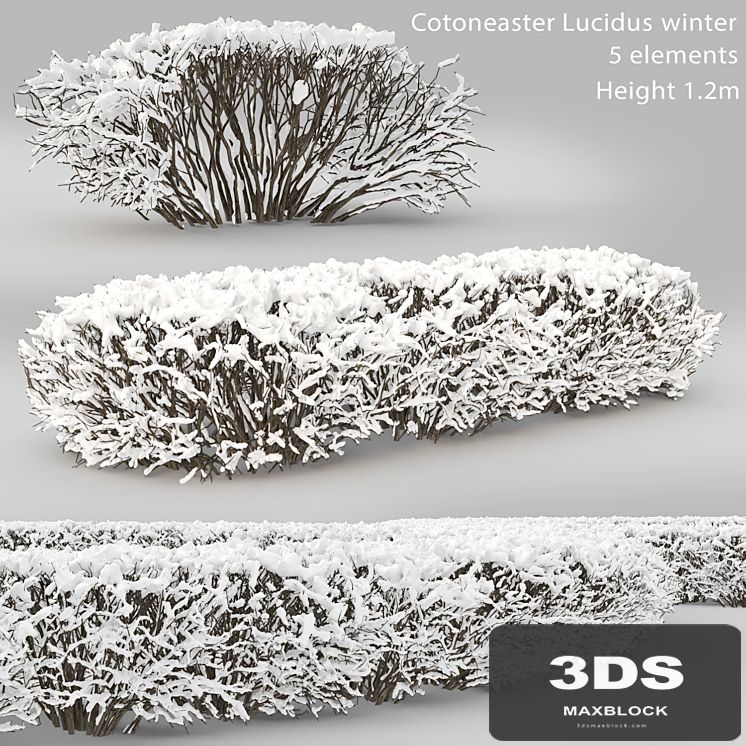 Cotoneaster lucidus. Winter hedge # 1