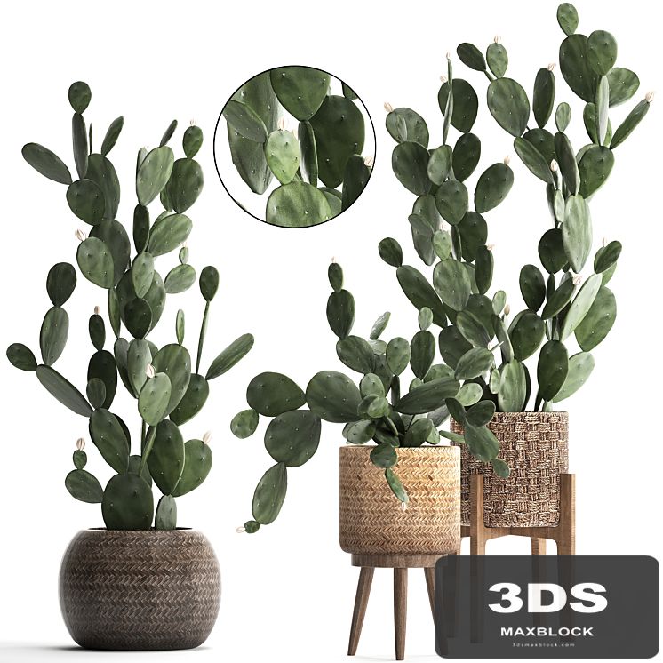 Collection of beautiful little cacti in pots rattan baskets with Prickly pear cactus, Prickly pear. Set 397.