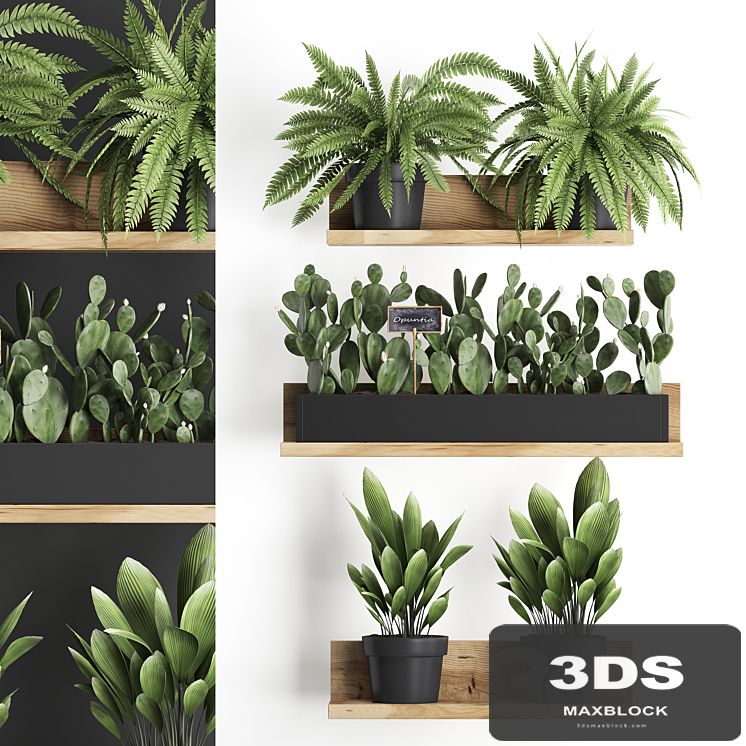 Collection of small plants wooden shelf with flowers in pots with cactus, fern bush, prickly pear. Set 398.