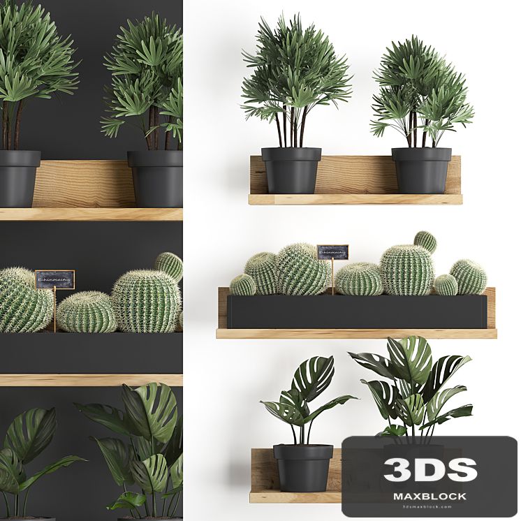 Collection of small plants vertical gardening wooden shelf with flowers in pots with Cactus, monstera, Raphis palm. Set 51.