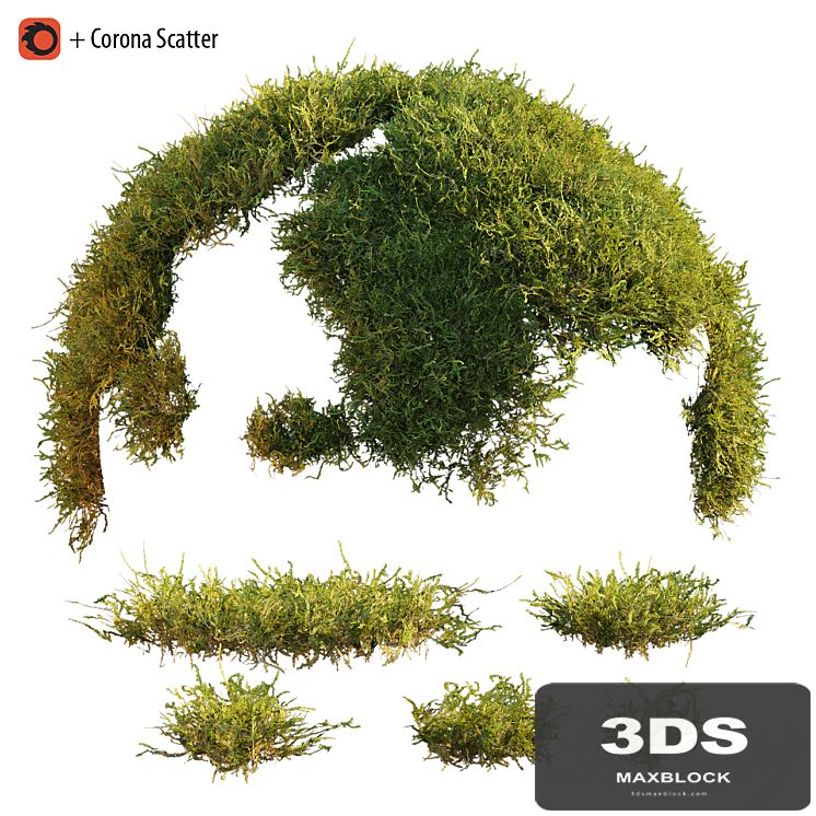 Forest moss
