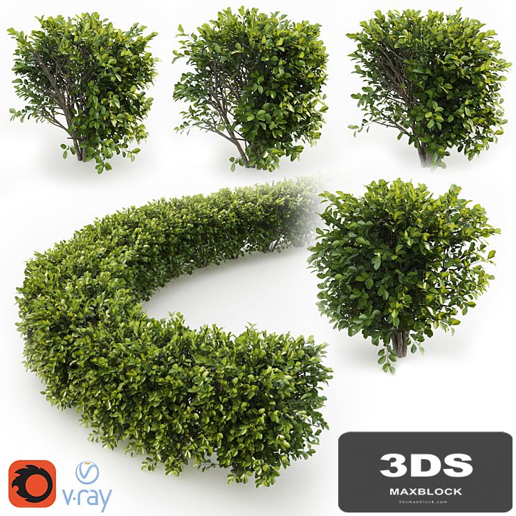 Cherry laurel