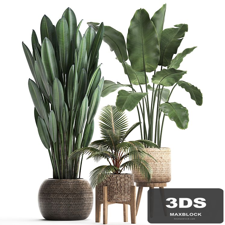 Collection of small plants in modern rattan baskets with Banana palm, Strelitzia, coconut palm Set 400.