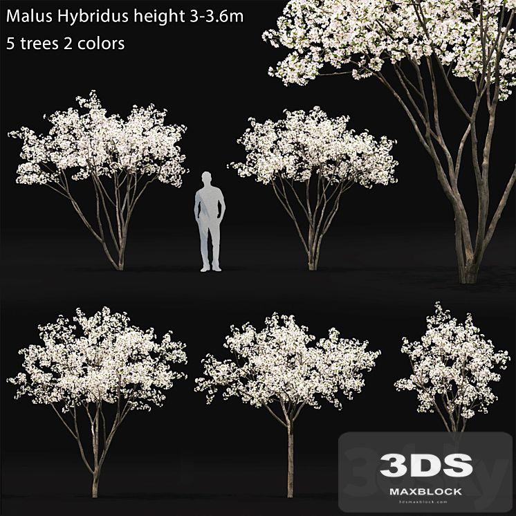 Blooming Apple Tree | Malus Hybridus flowering # 1