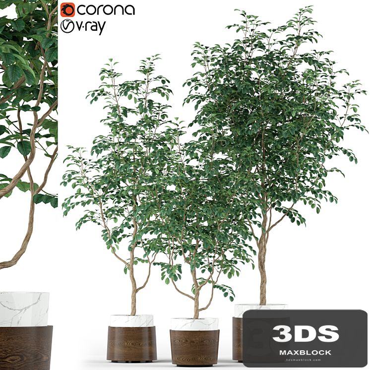 Plants collection 205