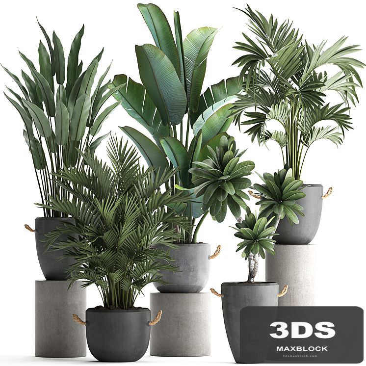 Collection of plants in modern concrete outdoor pots with Banana, strelitzia, palm, hovea, plumeria. Set 402.