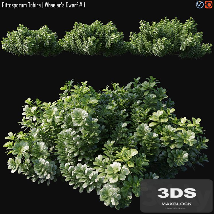 Pittosporum Tobira | Wheeler's Dwarf # 1