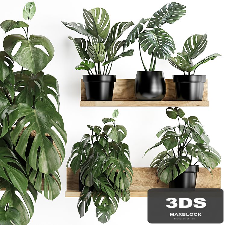 Collection of small plants wooden shelf with flowers in pots with a beautiful monstera bush. Set 403.