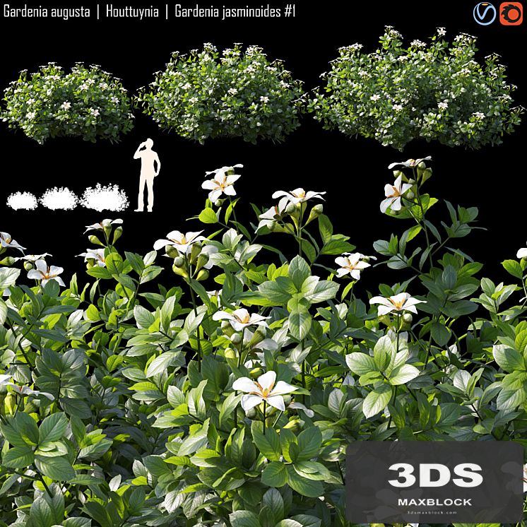 Gardenia augusta | Houttuynia | Gardenia jasminoides # 1