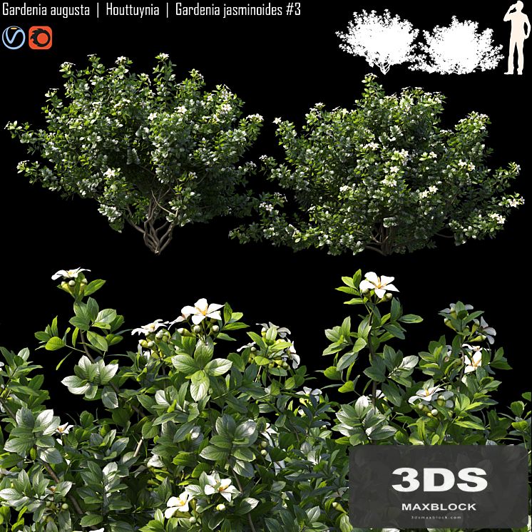 Gardenia augusta | Houttuynia | Gardenia jasminoides # 3