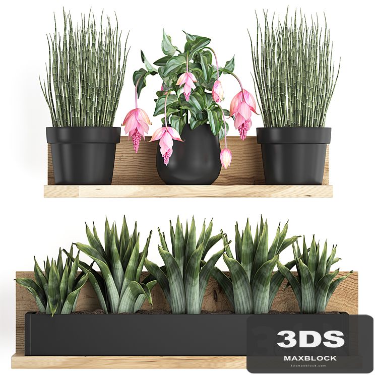 Collection of small plants wooden shelf with pink flowers in pots with bromelia, horsetail, Medinilla. Set 404.