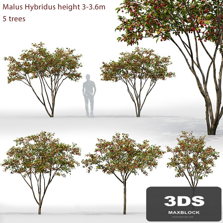 Malus Hybridus 1