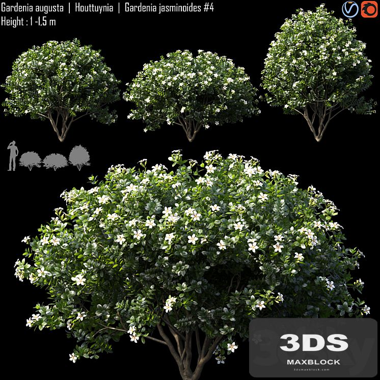 Gardenia augusta | Houttuynia | Gardenia jasminoides # 4