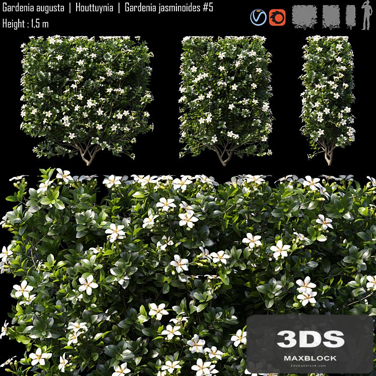 Gardenia augusta | Houttuynia | Gardenia jasminoides # 5