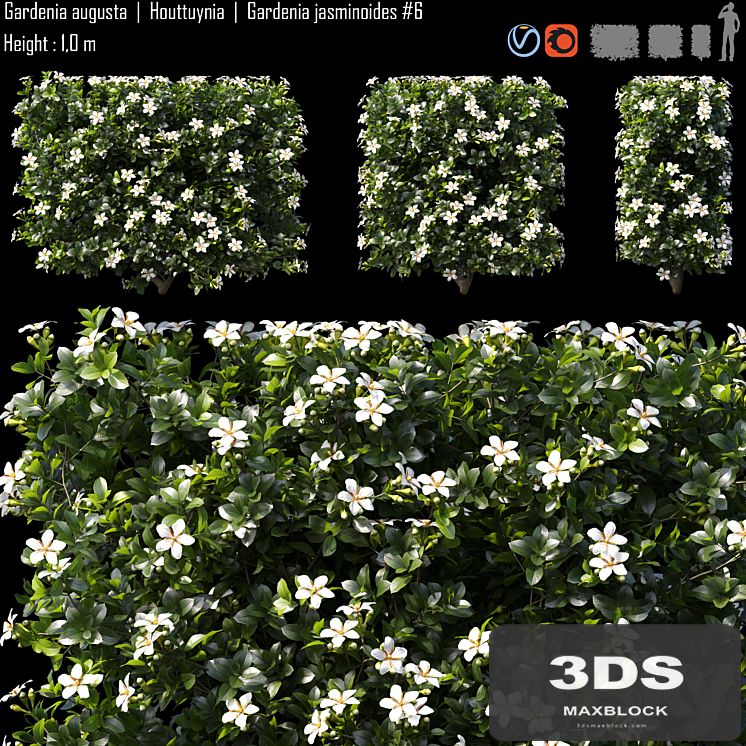 Gardenia augusta | Houttuynia | Gardenia jasminoides # 6