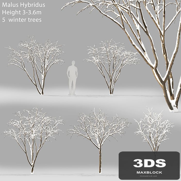 Winter apple tree | Malus Hybridus winter # 1