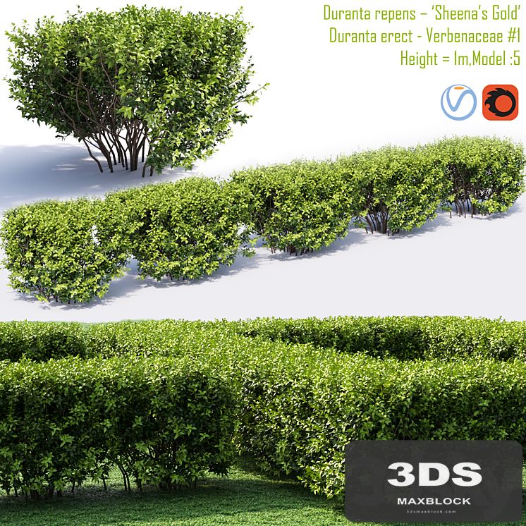 Duranta repens - 'Sheena's Gold'- Duranta erect # 1