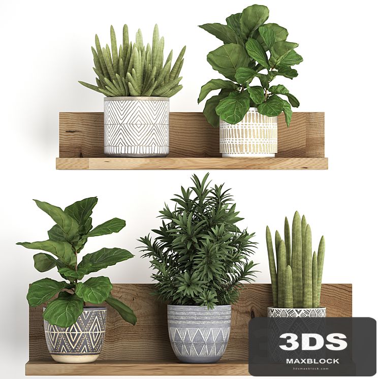 Collection of small plants wooden shelf with flowers in pots with Ficus lirata, dracaena, sansevieria. Set 407.