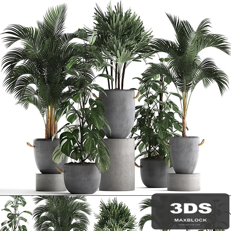 A collection of beautiful small plants in modern concrete pots with Palm rapis, hovea, monstera. Set 408.
