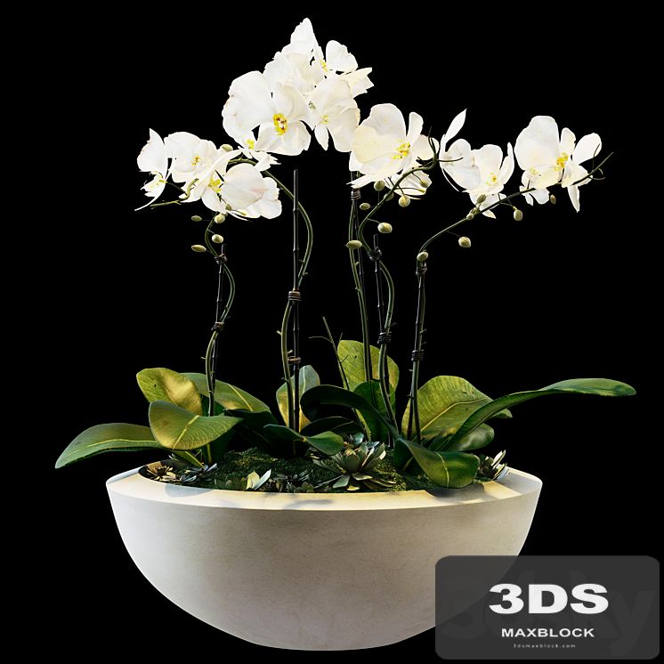 Flowers 05