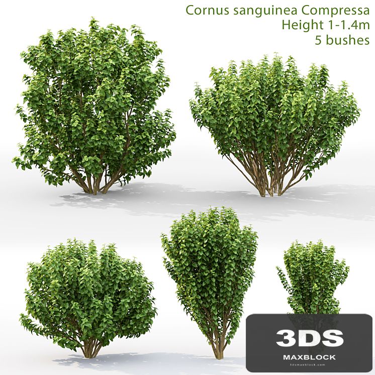 Cornus sanguinea Compressa # 1