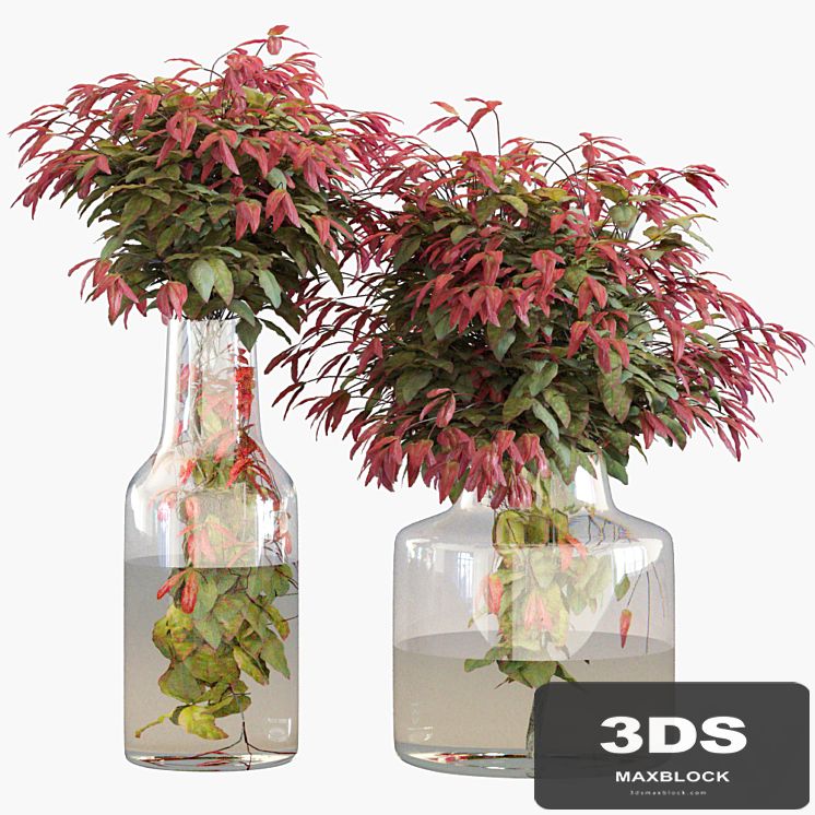 Branches in vases 26: Dwarf sacred bamboo