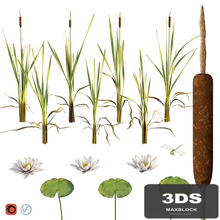Cattail, water lily, dragonfly