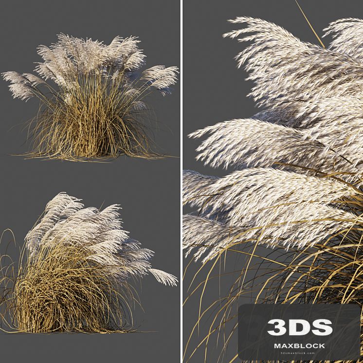Dry Miscanthus Chinese / Dry Miscanthus sinensis