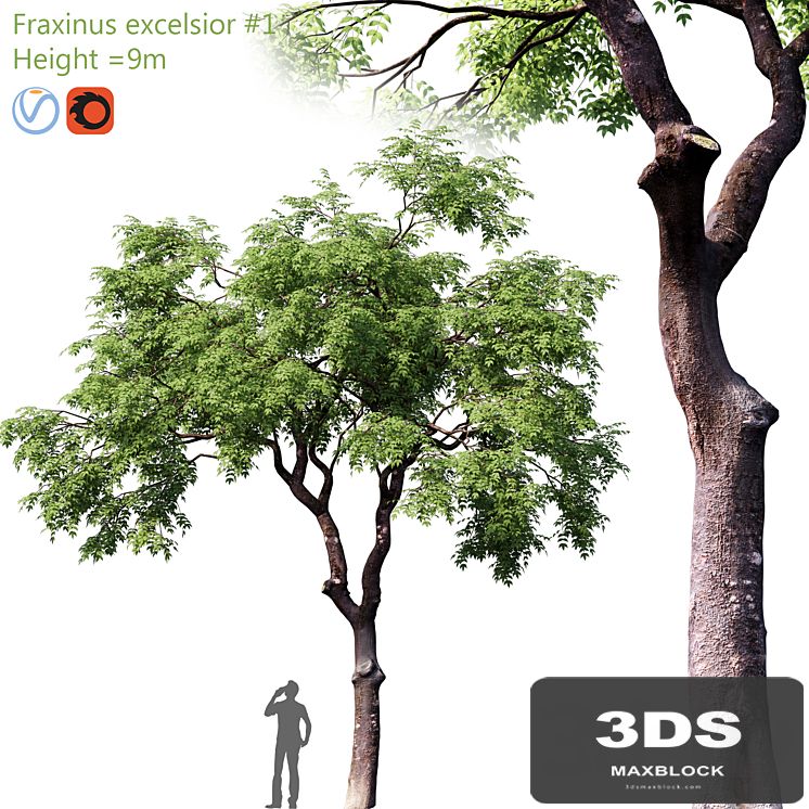Fraxinus excelsior # 1