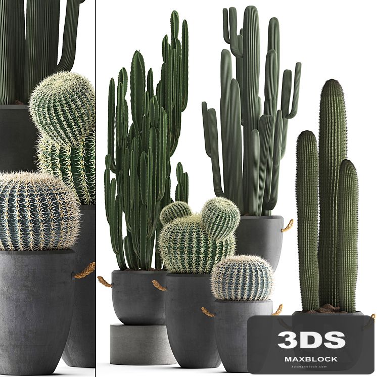 A collection of beautiful small cactus plants in modern concrete pots with Echinocactus, Cereus, Carnegie, Barrel cactus. Set 411.