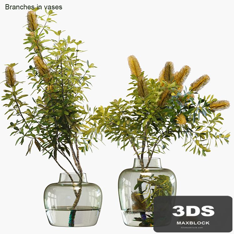Branches in vases # 28: Banksia
