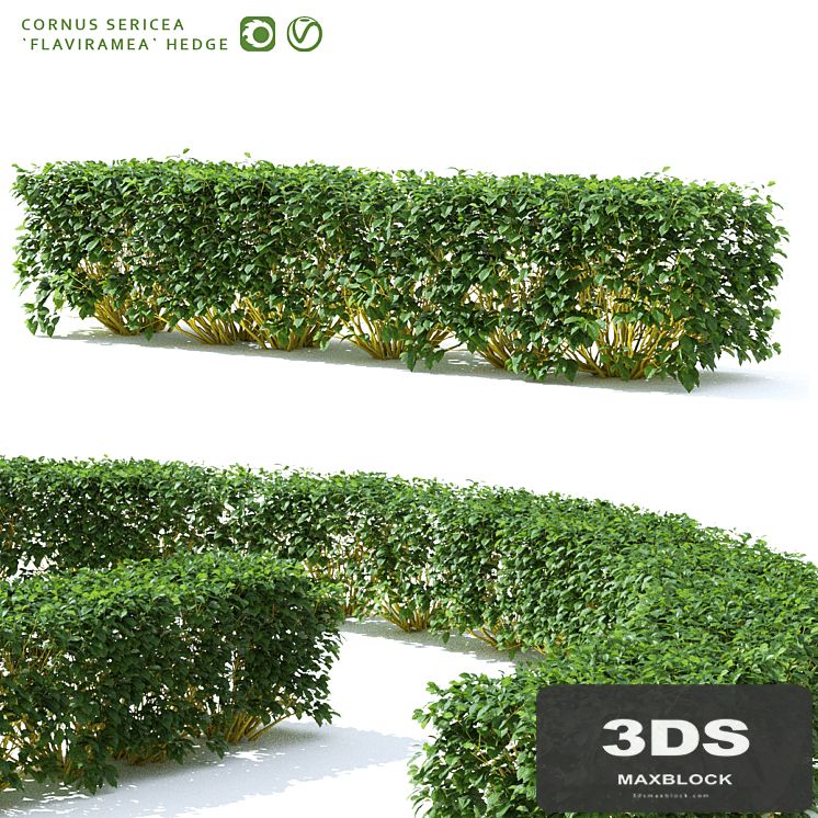 Derain hedge | Cornus sericea `Flaviramea`