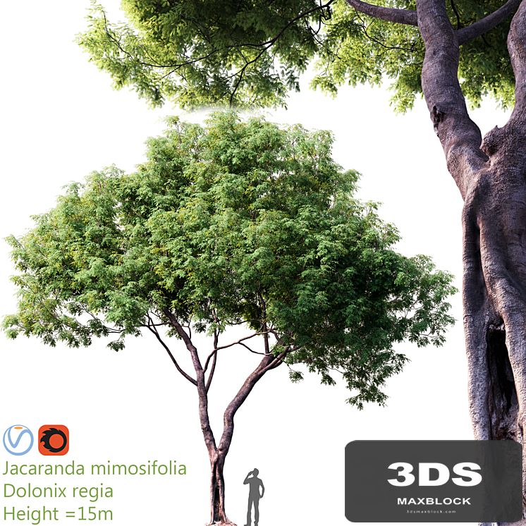 Jacaranda mimosifolia - Dolonix regia # 1