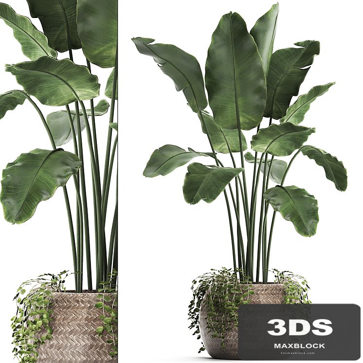 A beautiful lush banana palm bush in a round flower basket made of rattan, strelitzia, Ravenala. Set 412.