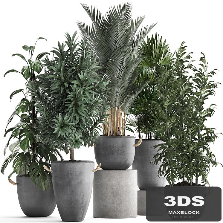 Collection of interior plants in modern concrete pots and vases made of Palm, bamboo, rapeseed, Monstera. Set 413