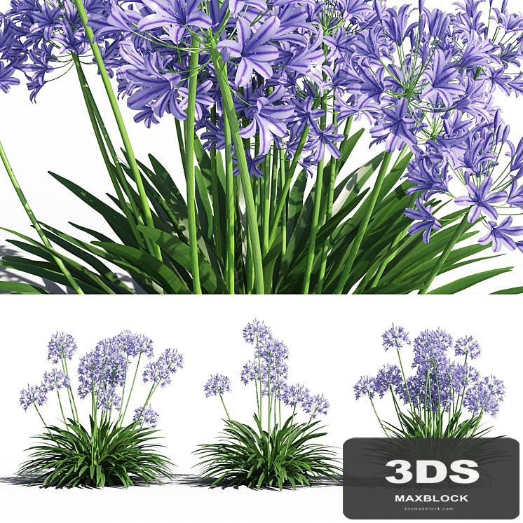 Agapanthus