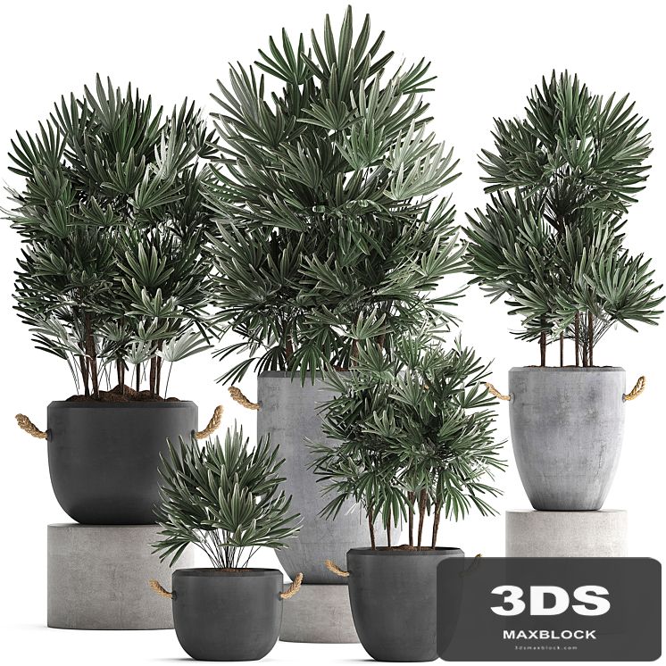 A collection of lush shrub plants in modern concrete pots and flowerpots with Raphis Palm. Set 414