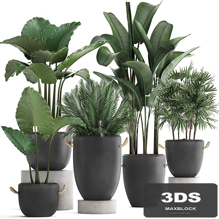 A collection of beautiful small plants in modern black concrete pots with banana palm, rapeseed, alokasia, loft, strelitzia. Set 415.