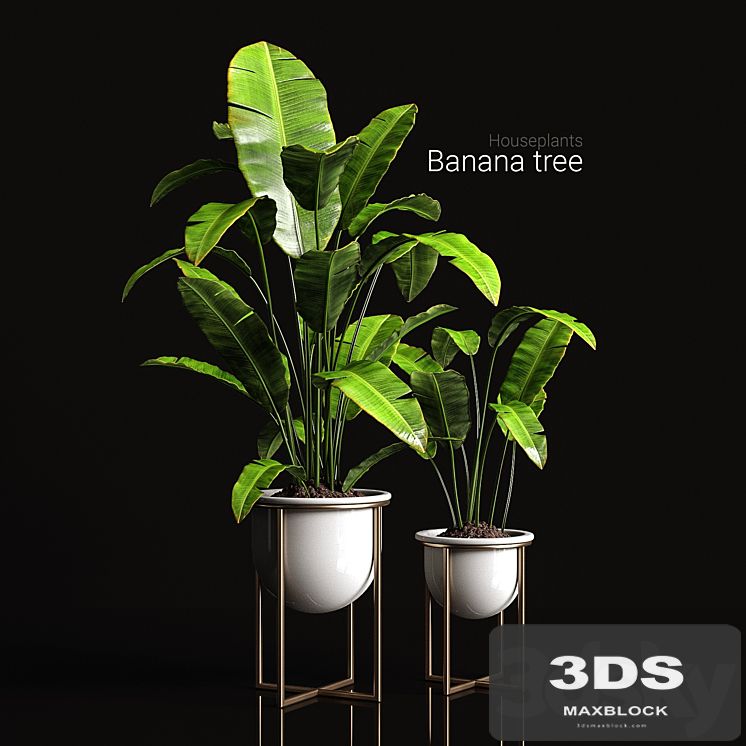Houseplants banana tree