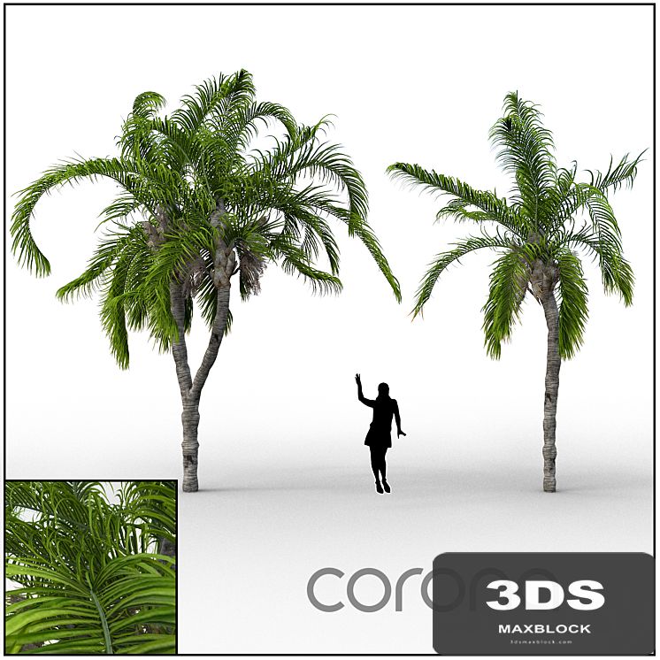Palm