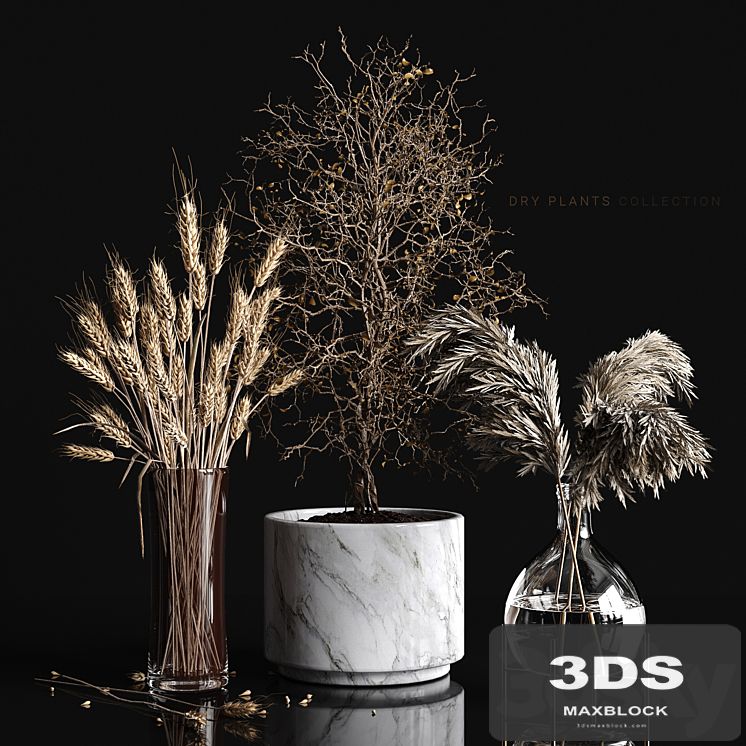 Dry plants collection