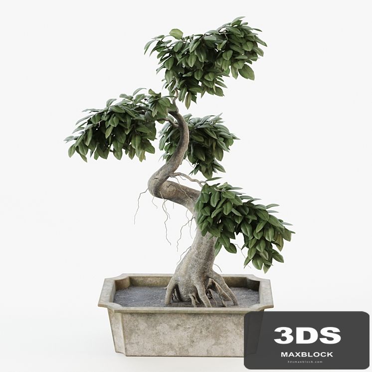 Bonsai tree ficus