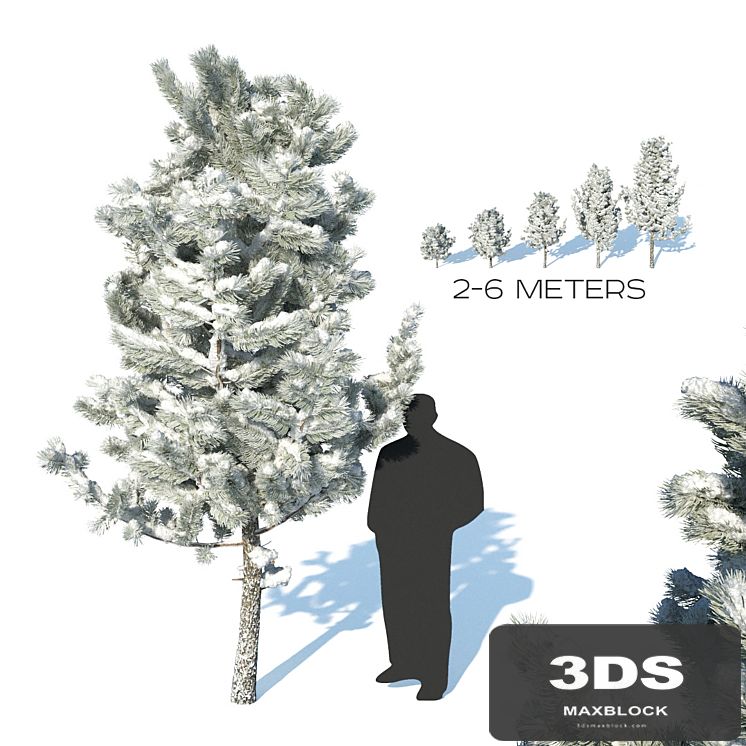 Pine trees in the snow