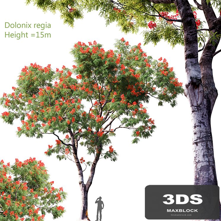 Dolonix regia | Height = 15m # 4
