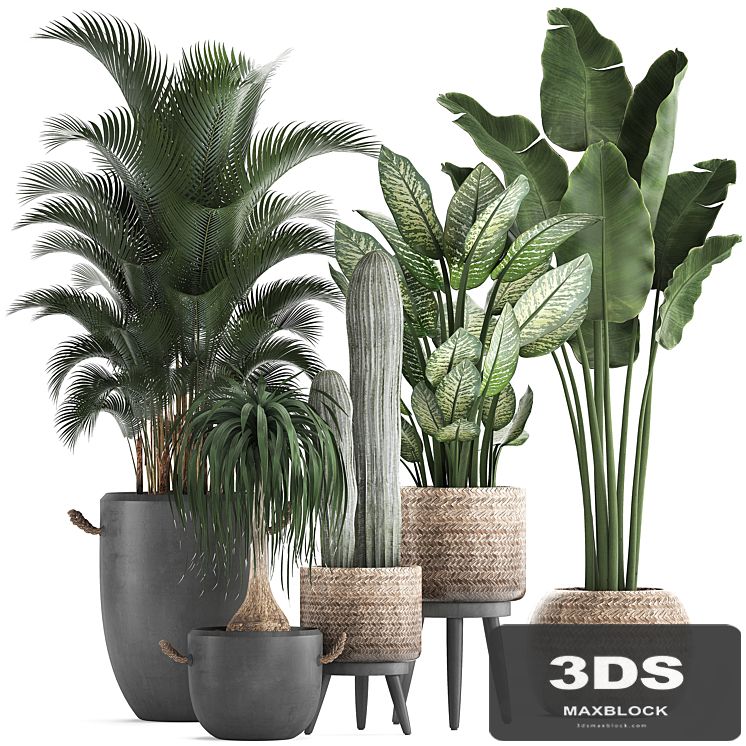 A collection of beautiful plants in modern concrete pots and baskets with Banana palm, hovea, loft, cactus, dracaena, Diffenbachia. Set 417