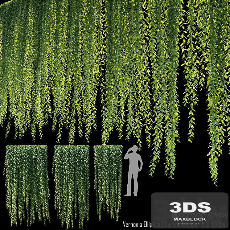 Vernonia Elliptica | Curtain Creeper # 4 (2.5m)
