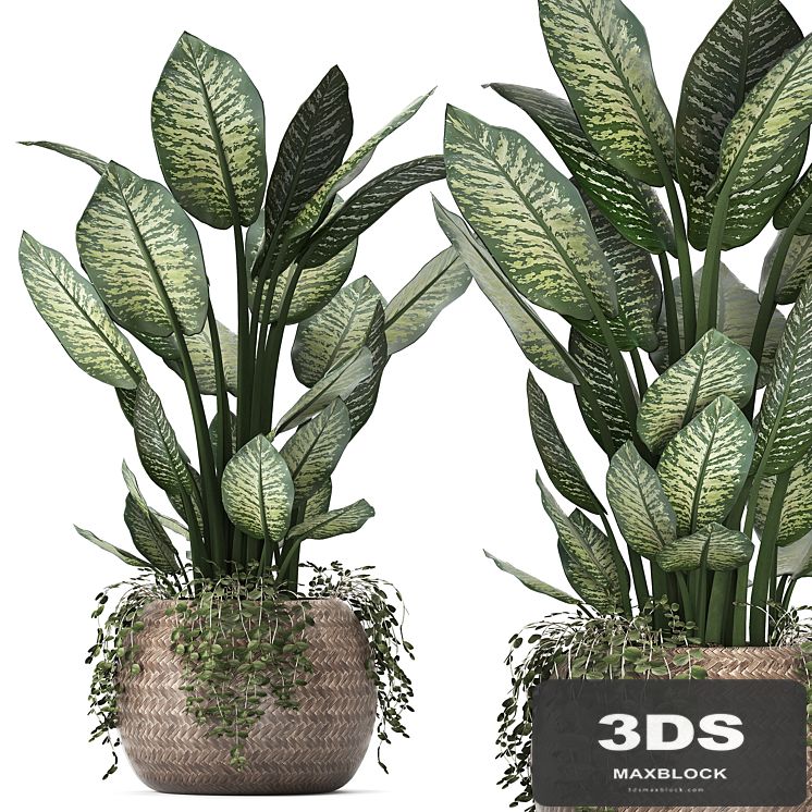 Indoor small lush decorative flower in a round rattan pot basket with Diffenbachia bush. Set 418.
